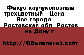 Фикус каучуконосный трехцветный › Цена ­ 500 - Все города  »    . Ростовская обл.,Ростов-на-Дону г.